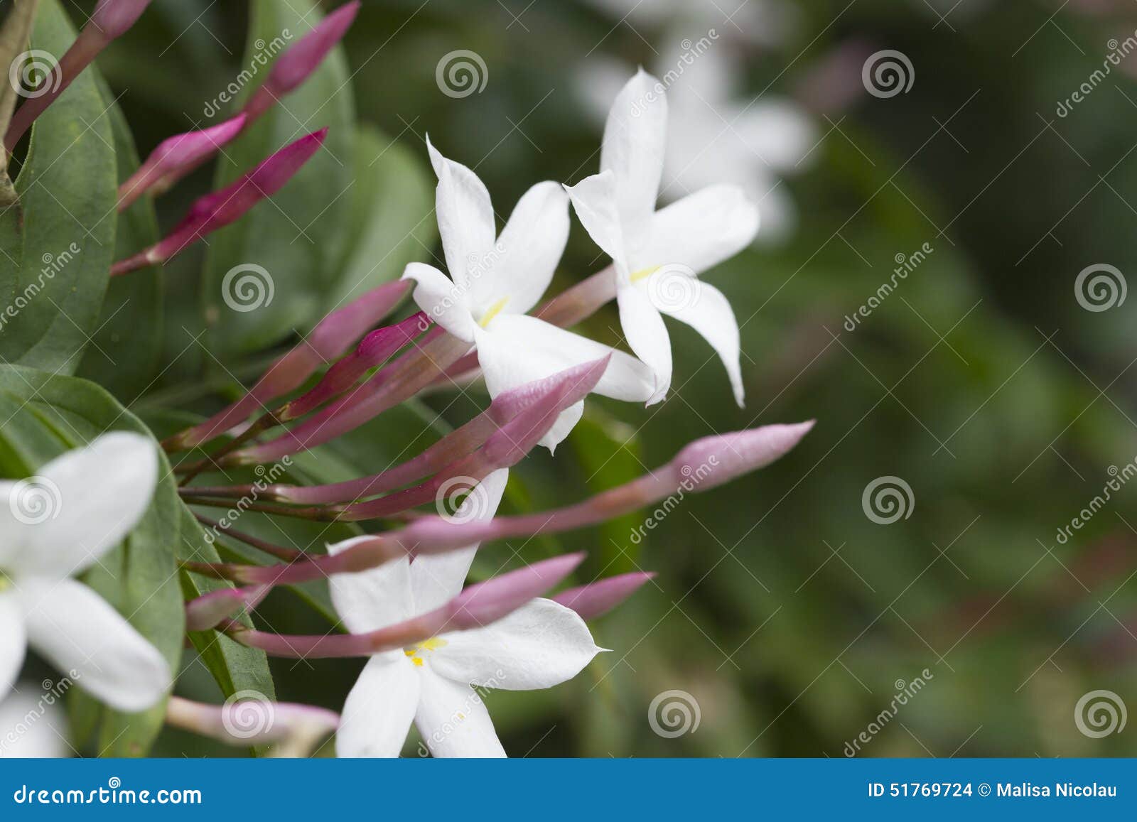Estrella Jasmine Plant foto de archivo. Imagen de aroma 51769724