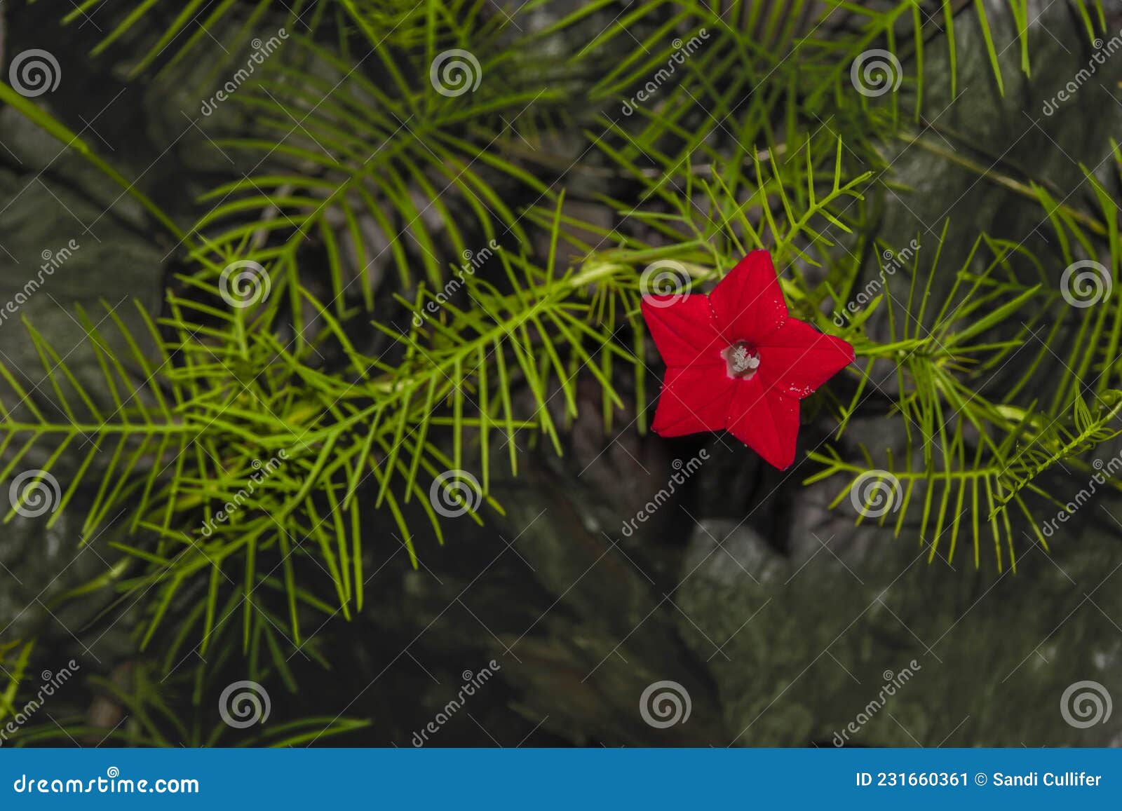 Estrella Roja única De La Flor De Bethlehem Imagen de archivo - Imagen de  detalles, polen: 231660361
