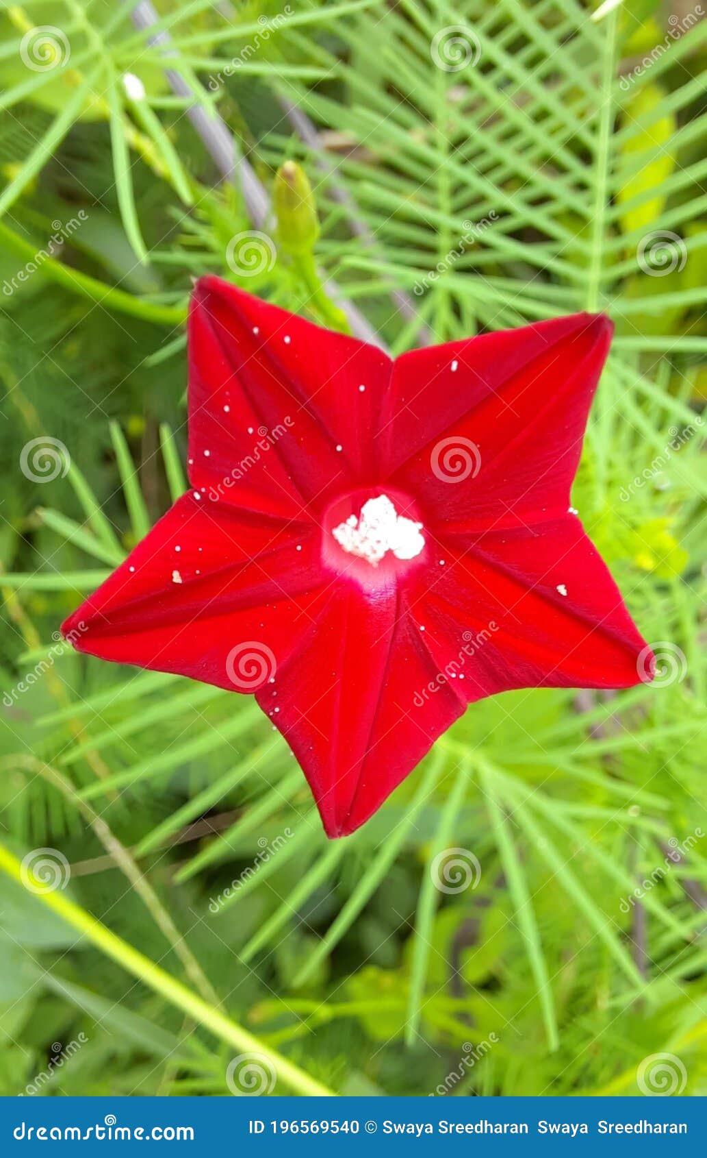 Estrella Roja Rara Gloria Flor Ciprés Vine Ipomoea Quamoclit Akashamulla  Foto de archivo - Imagen de gloria, ciprés: 196569540