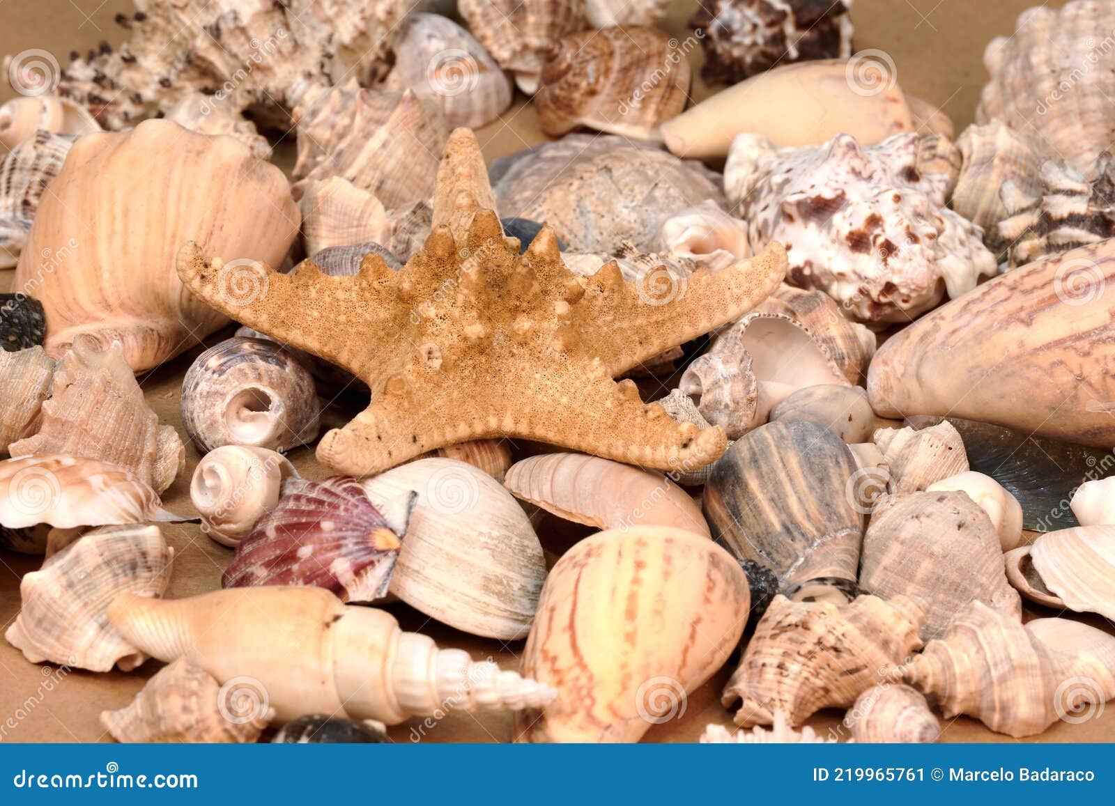 Estrellas De Mar Y Conchas Para La Decoración En La Casa Imagen de archivo  - Imagen de alimento, estrella: 219965761