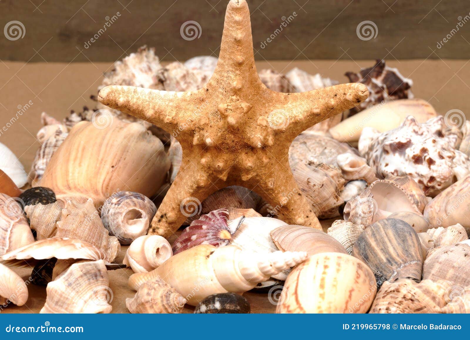 Estrellas De Mar Y Conchas Para La Decoración En La Casa Foto de archivo -  Imagen de ornamento, shelles: 219965798