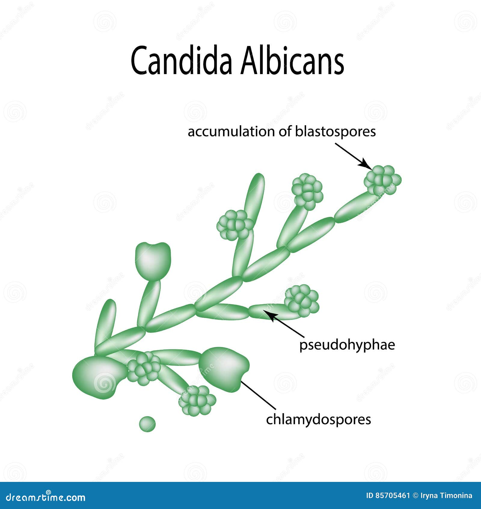 Estructura De La Candida Infograf A Ejemplo Del Vector En Fondo Aislado ...