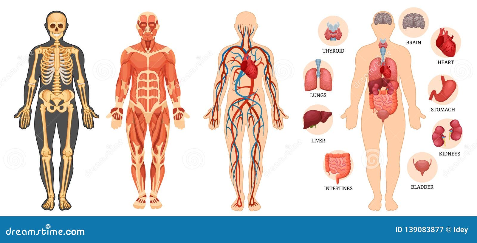 Con la cetosis el cuerpo se queda flacido