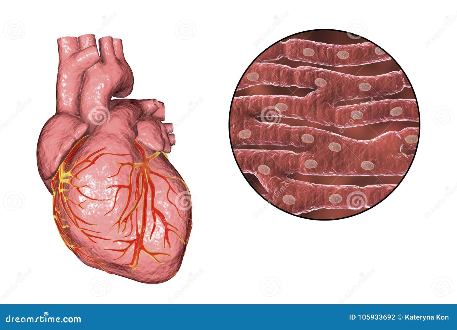 Resultado de imagen para musculo cardiaco