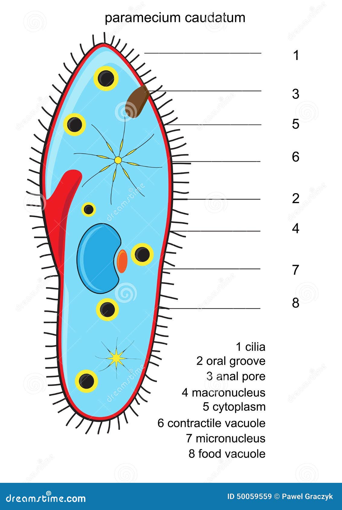 Estructura Del Paramecium Del Vector Ilustración del 