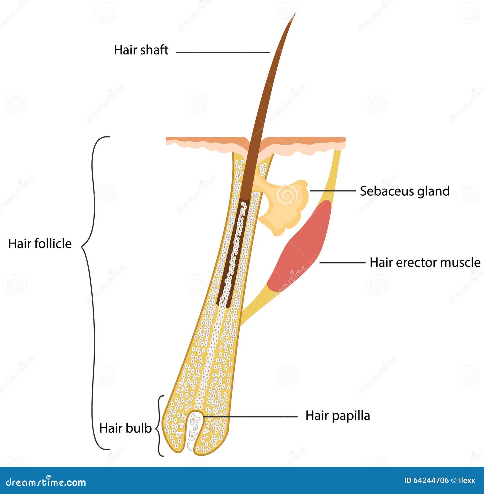 Estructura Del Pelo Ilustración del Vector - Imagen: 64244706