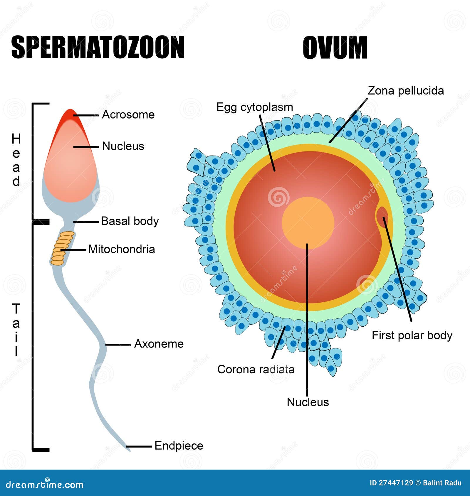 Estrutura De Gâmeta Humanos Ovo E Esperma Ilustração Stock