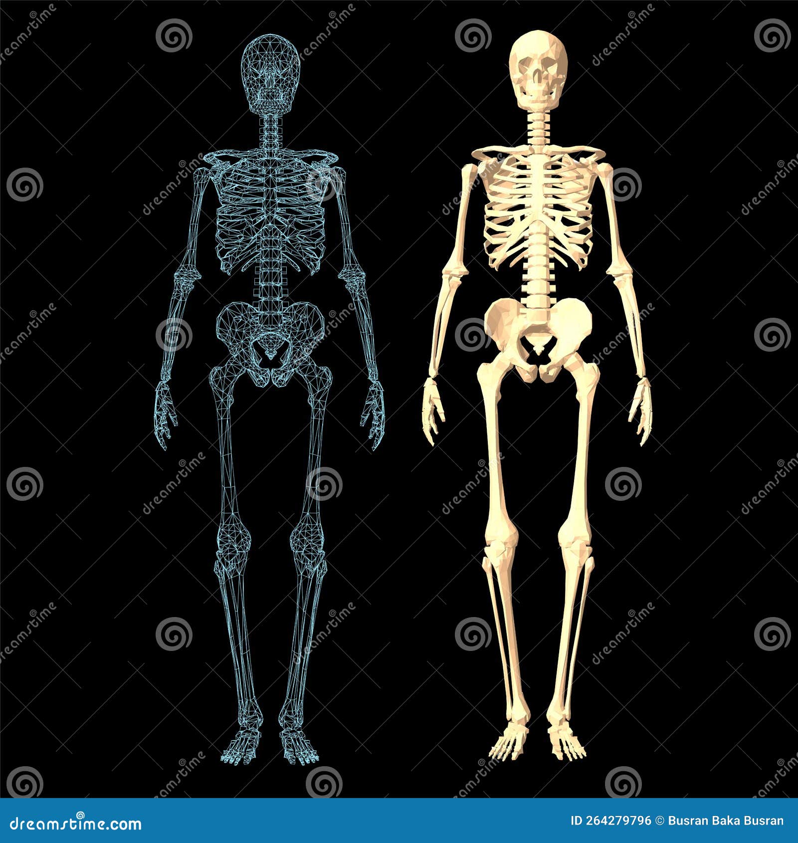 Vetores de Anatomia Da Estrutura Da Coluna Vertebral Humana e mais