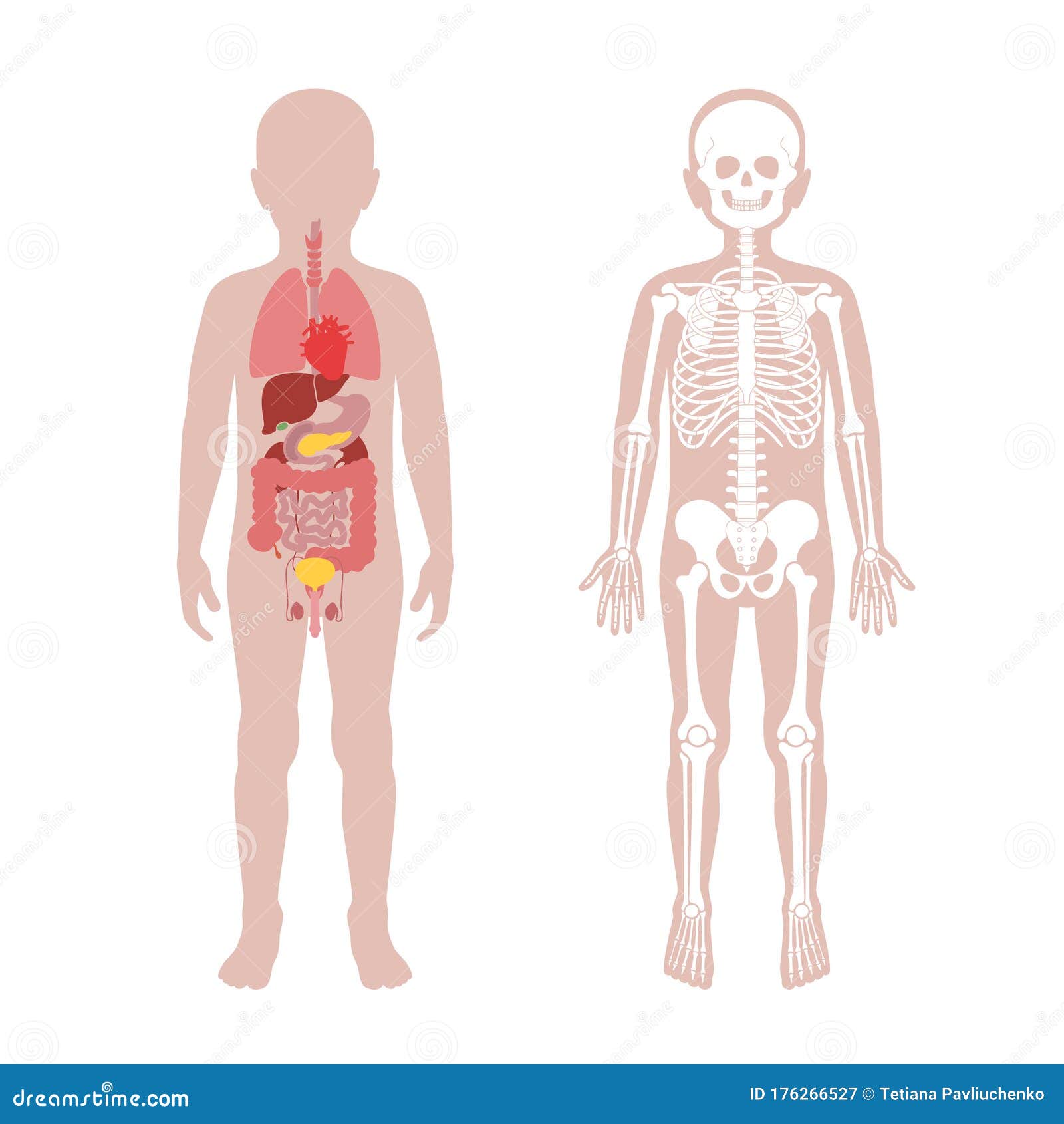 O CORPO HUMANO PARA CRIANÇAS