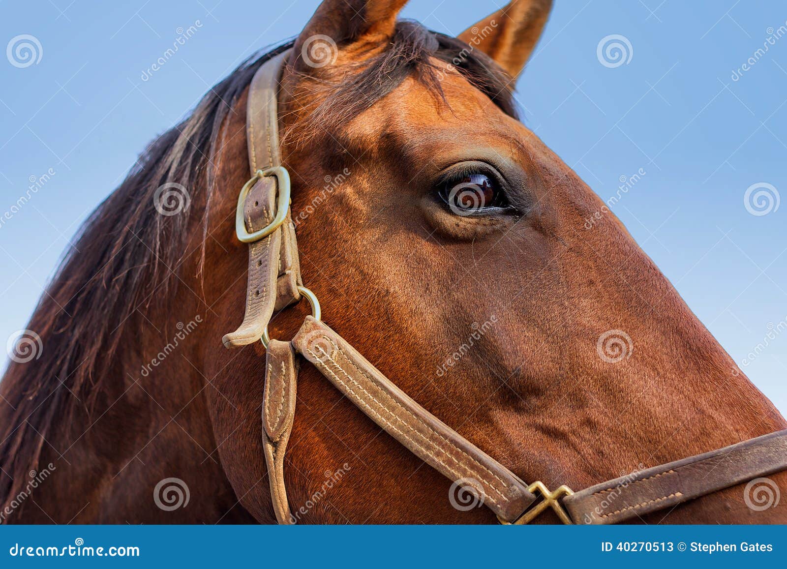 Cabeça De Cavalo Em Frente a Uma Colina Foto de Stock - Imagem de pastar,  monte: 202352444