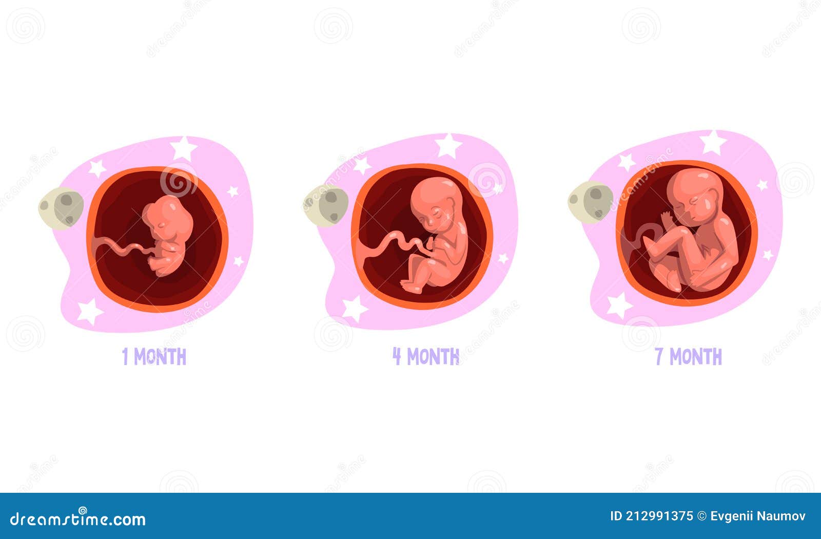 Etapas De Desarrollo Embrionario Conjunto 1 4 7 Meses Ilustración De Vector  De Dibujos Animados Ilustración del Vector - Ilustración de maternidad,  feto: 212991375