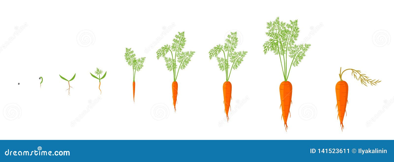 Tiempo De Cocción De La Zanahoria Etapas Del Crecimiento De La Planta De La Zanahoria Ilustración Del