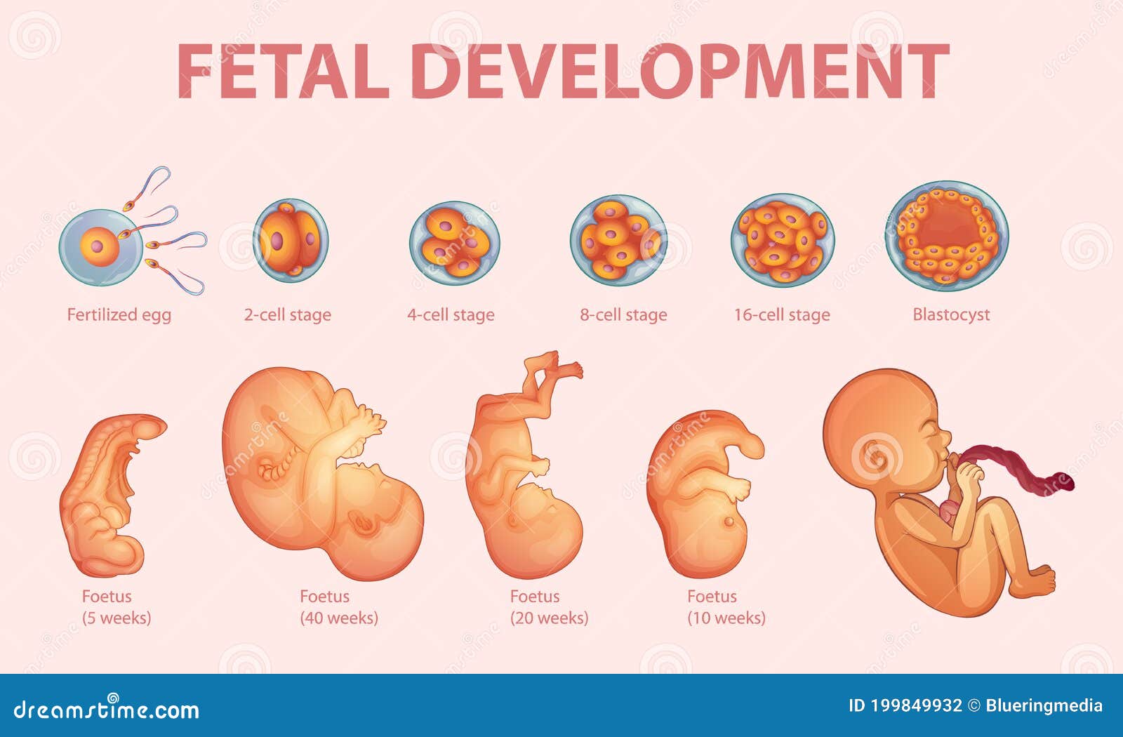 Etapas Del Desarrollo Embrionario Humano Ilustración del Vector -  Ilustración de embarazado, infante: 199849932