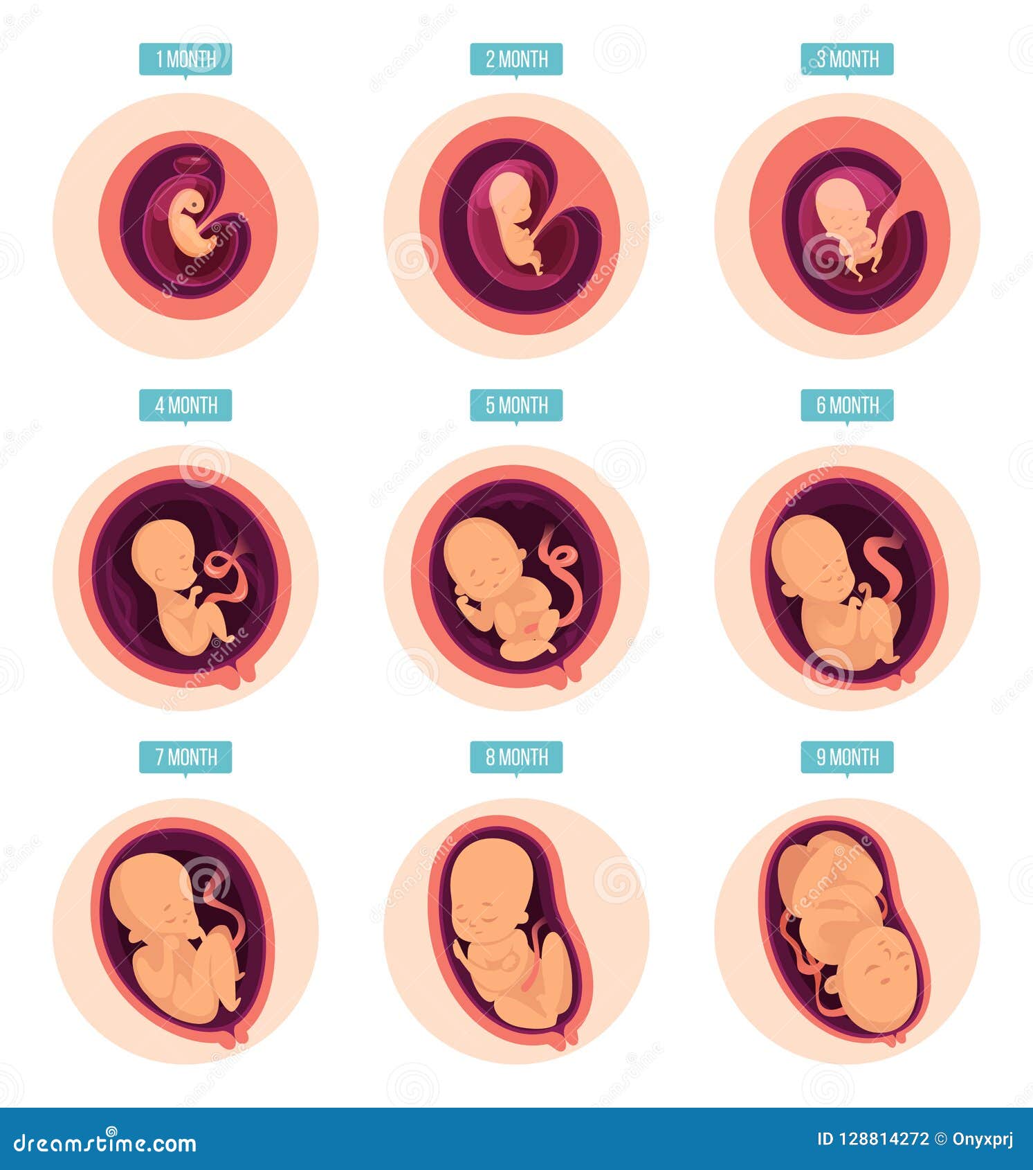 Etapas Del Embarazo El Crecimiento Humano Efectua Imagenes Infographic ...