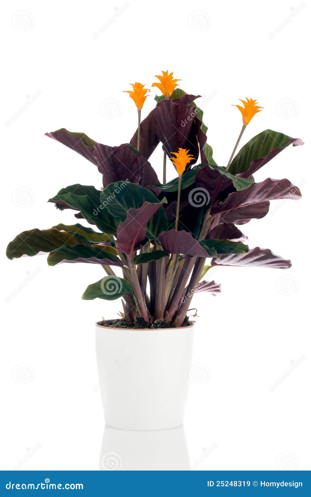 Eternal Flame Flower (calathea Stock Image Image of interior, leaf