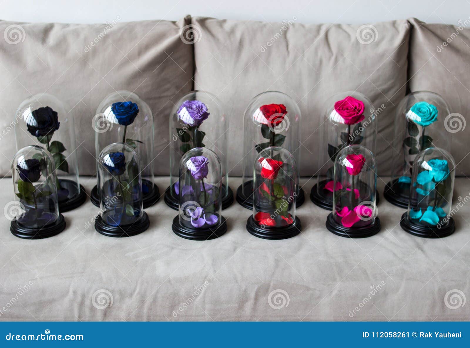 Several Roses in a Flask. Longlasting Rose. Preserved Stock Image