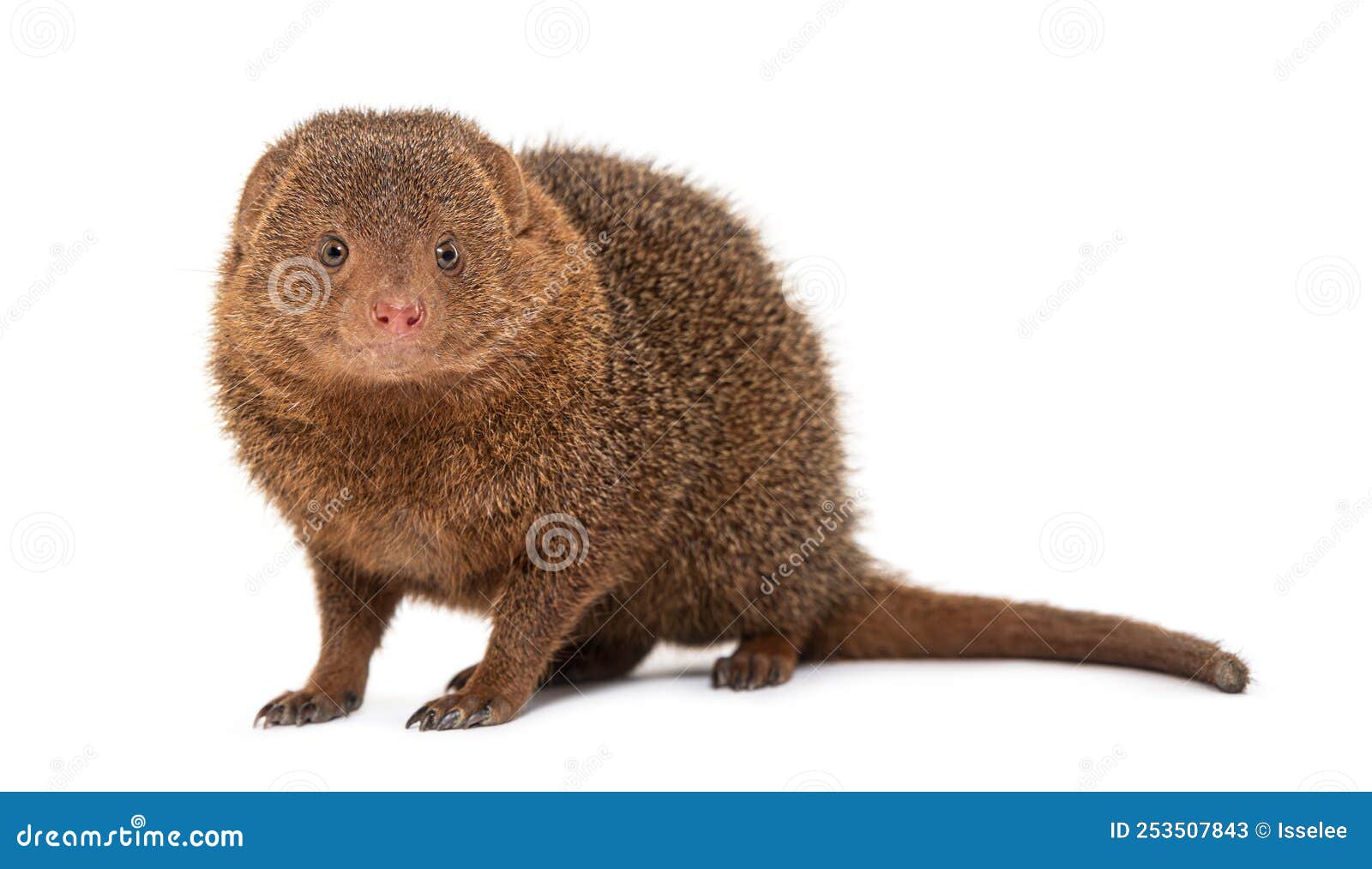 ethiopian dwarf mongoose, helogale hirtula, 