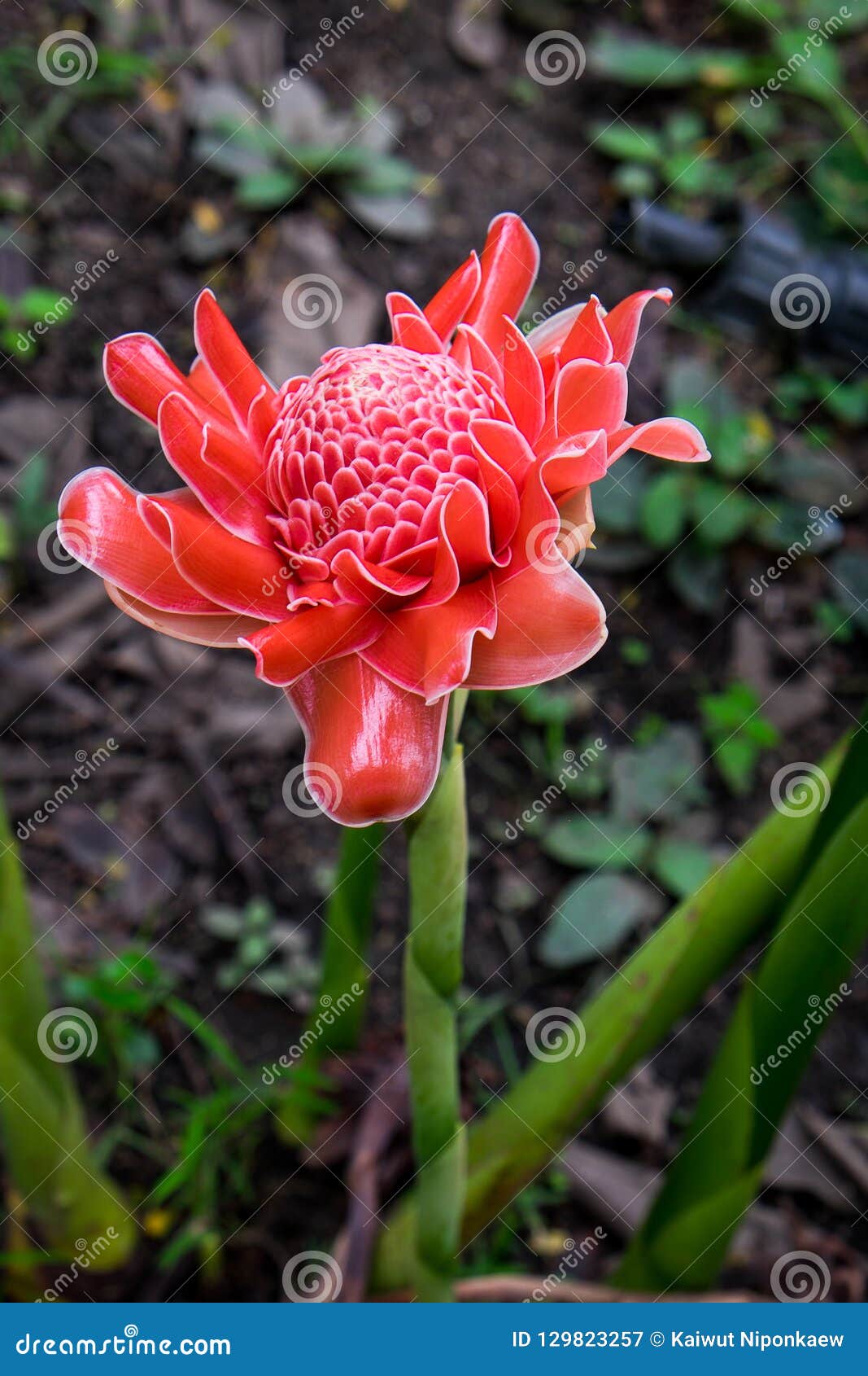 etlingera elatior or red torch ginger