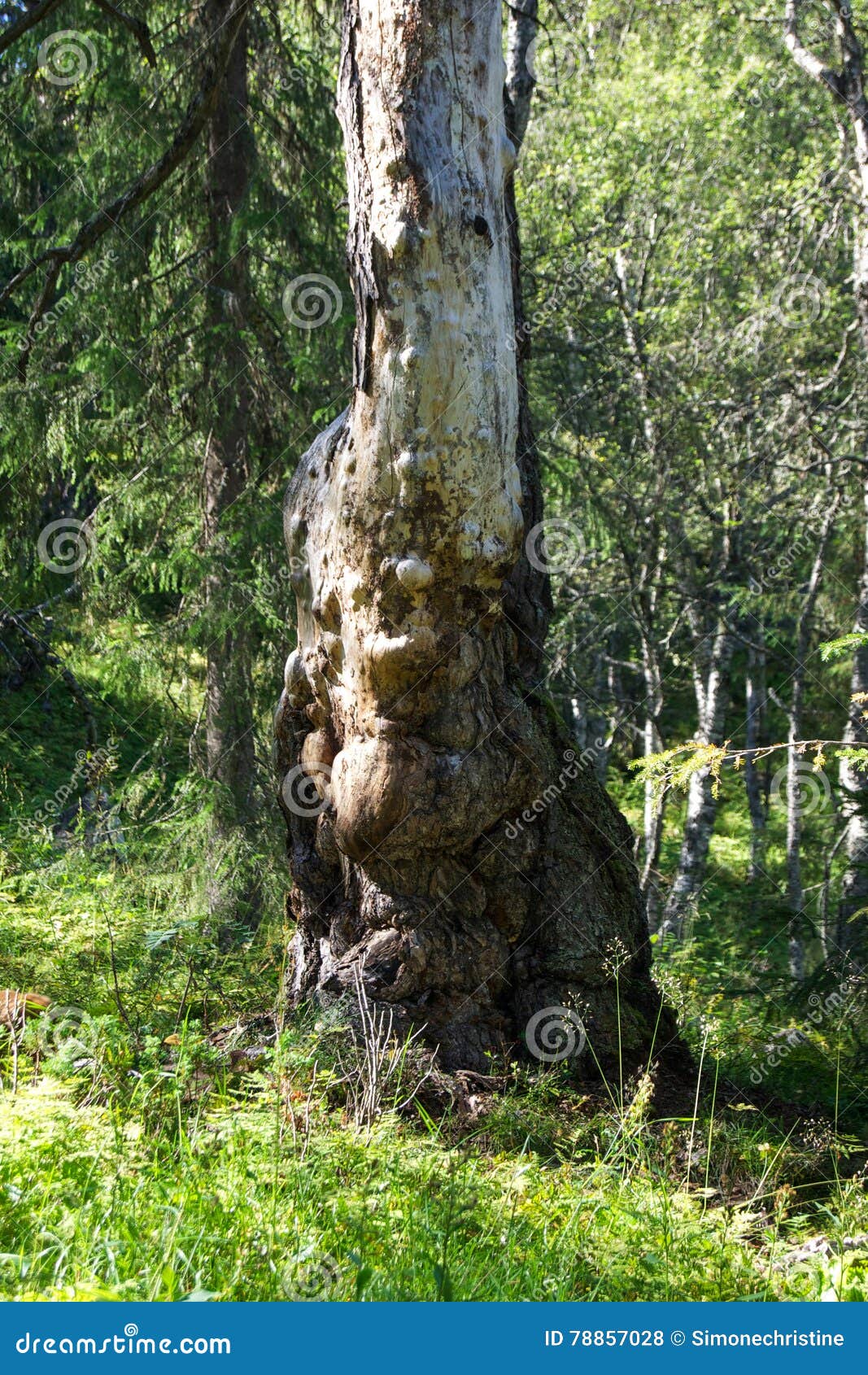 Ett träd med uttryck. Ett träd i en norsk skog nära en fotvandra slinga mycket av uttryck och modeller