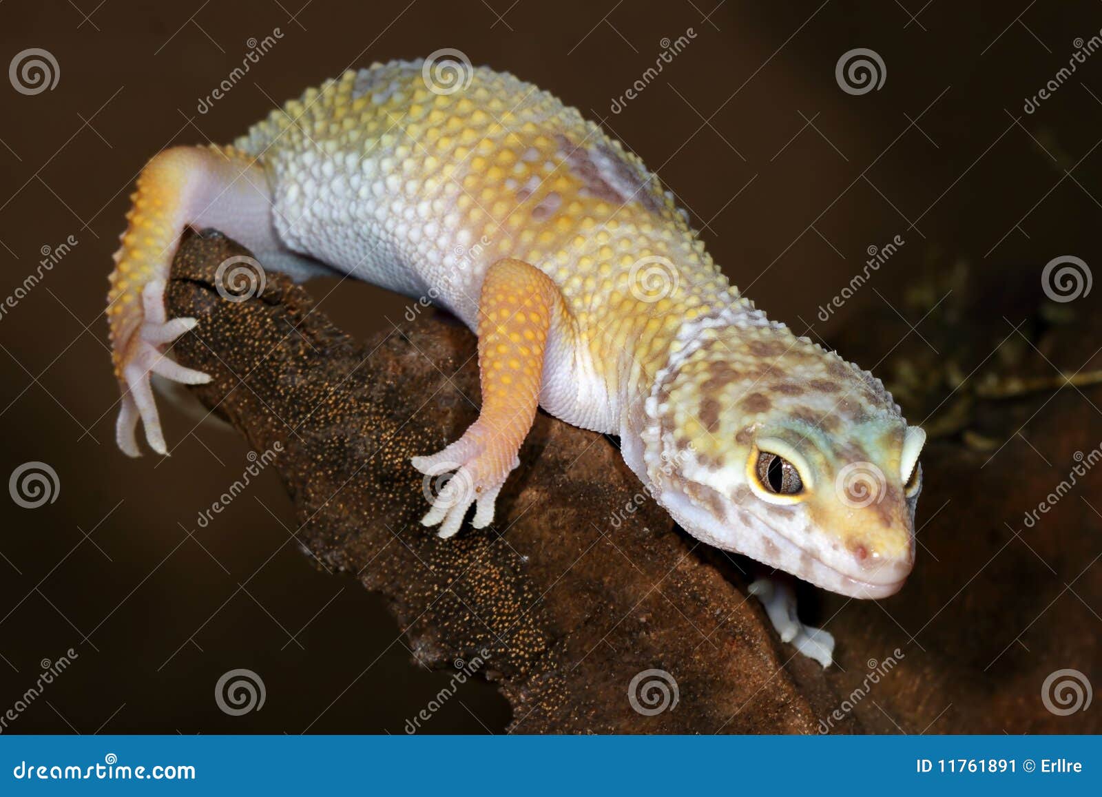 Eublepharis macularius stock image. Image of reptile 11761891