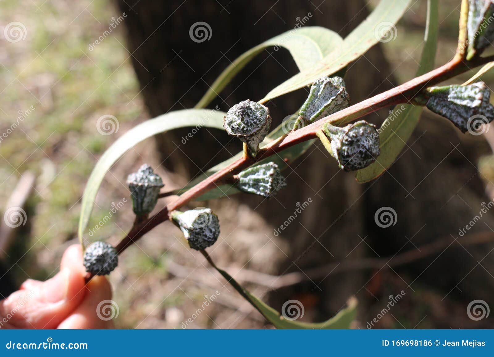 eucalipt flour seeds