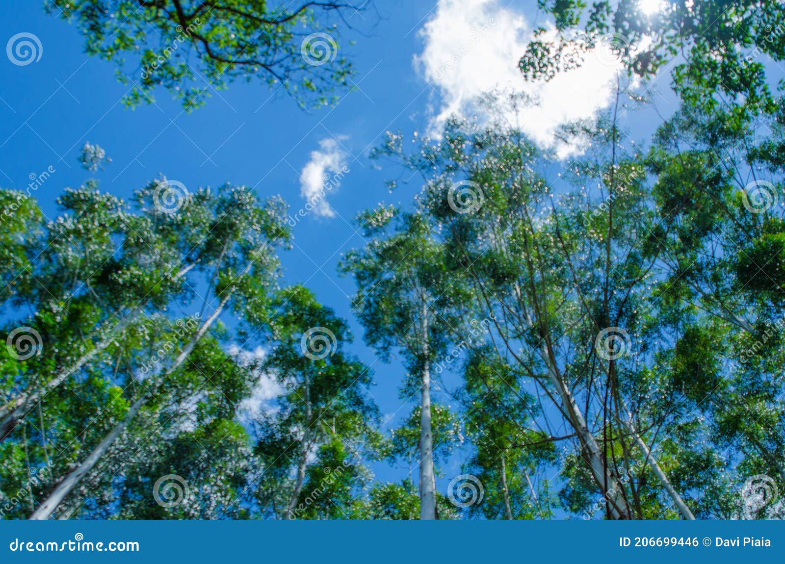 eucaliptos reflorestamento com cÃÂ©u azul, visto pra cima