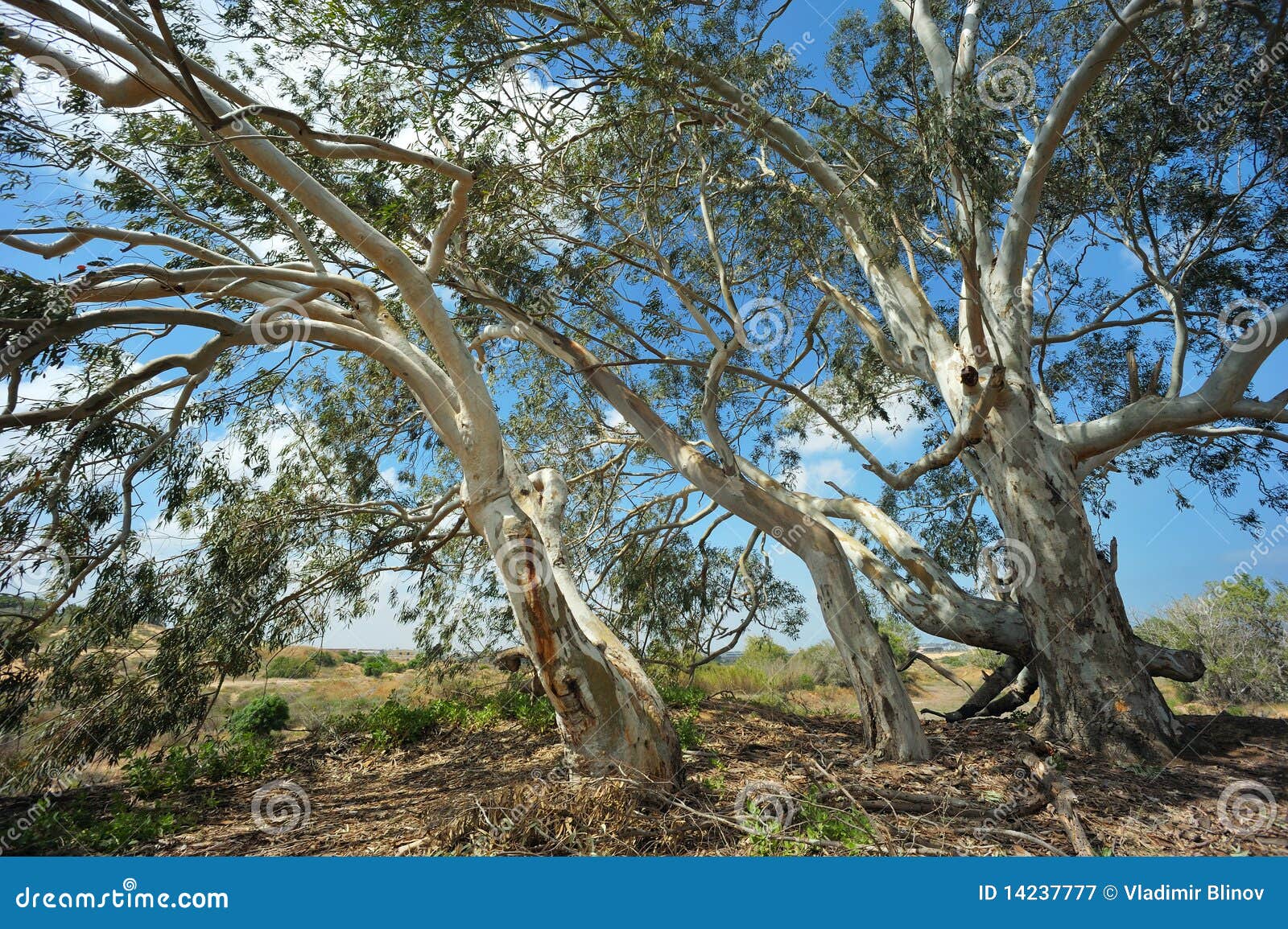 Eucalyptus stock image. Image of green, tree, outdoors 14237777