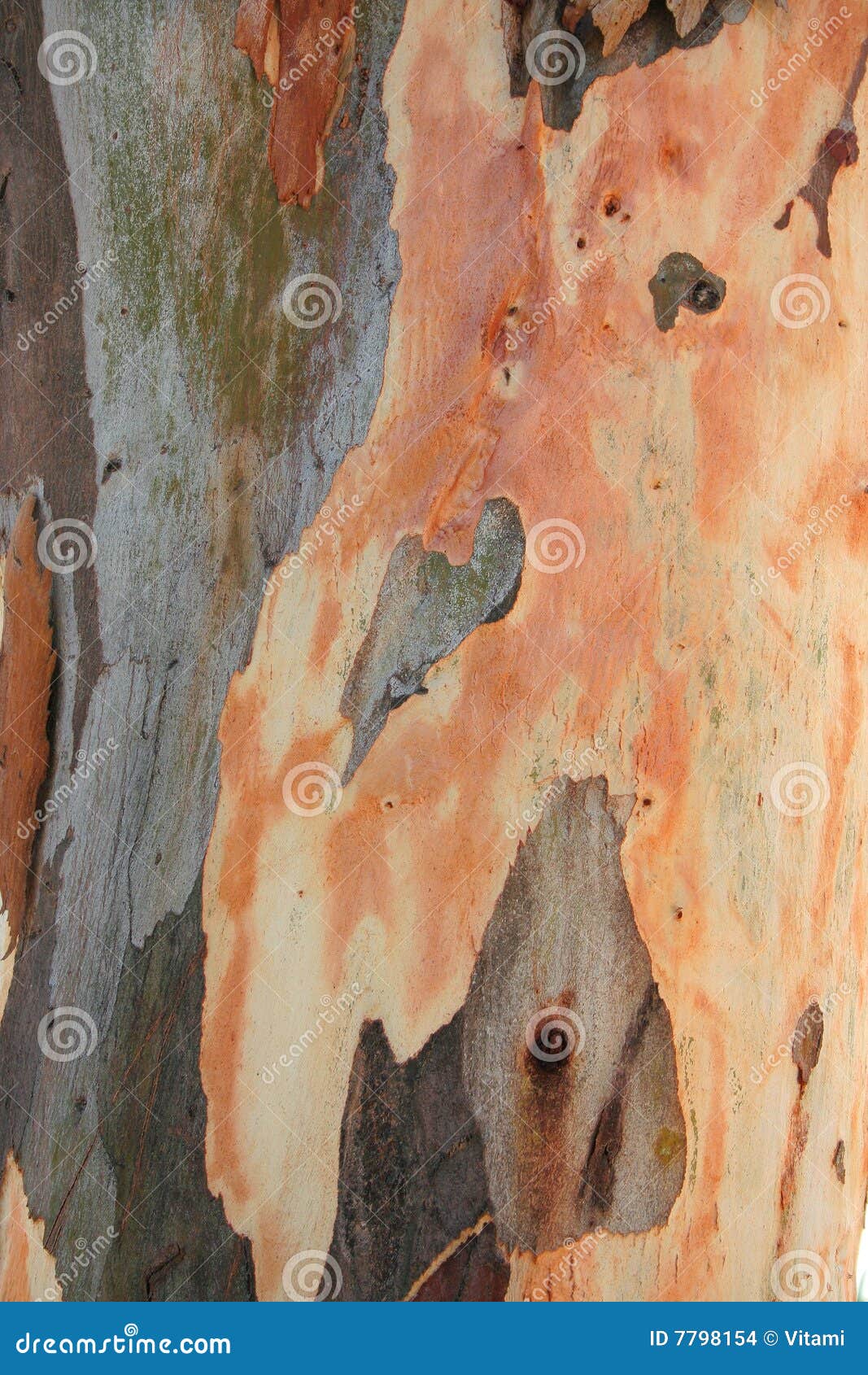 Trunk Of Eucalyptus Tree With Many Warts Stock Photo CartoonDealer