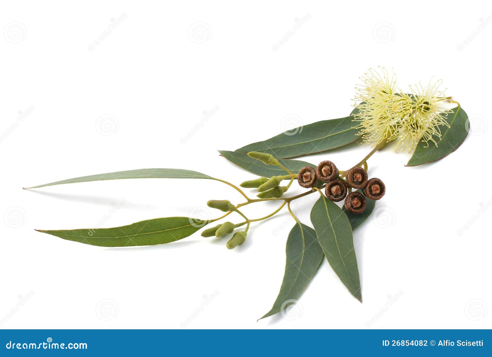Eucalyptus branch stock photo. Image of viminalis, eucalypt 26854082