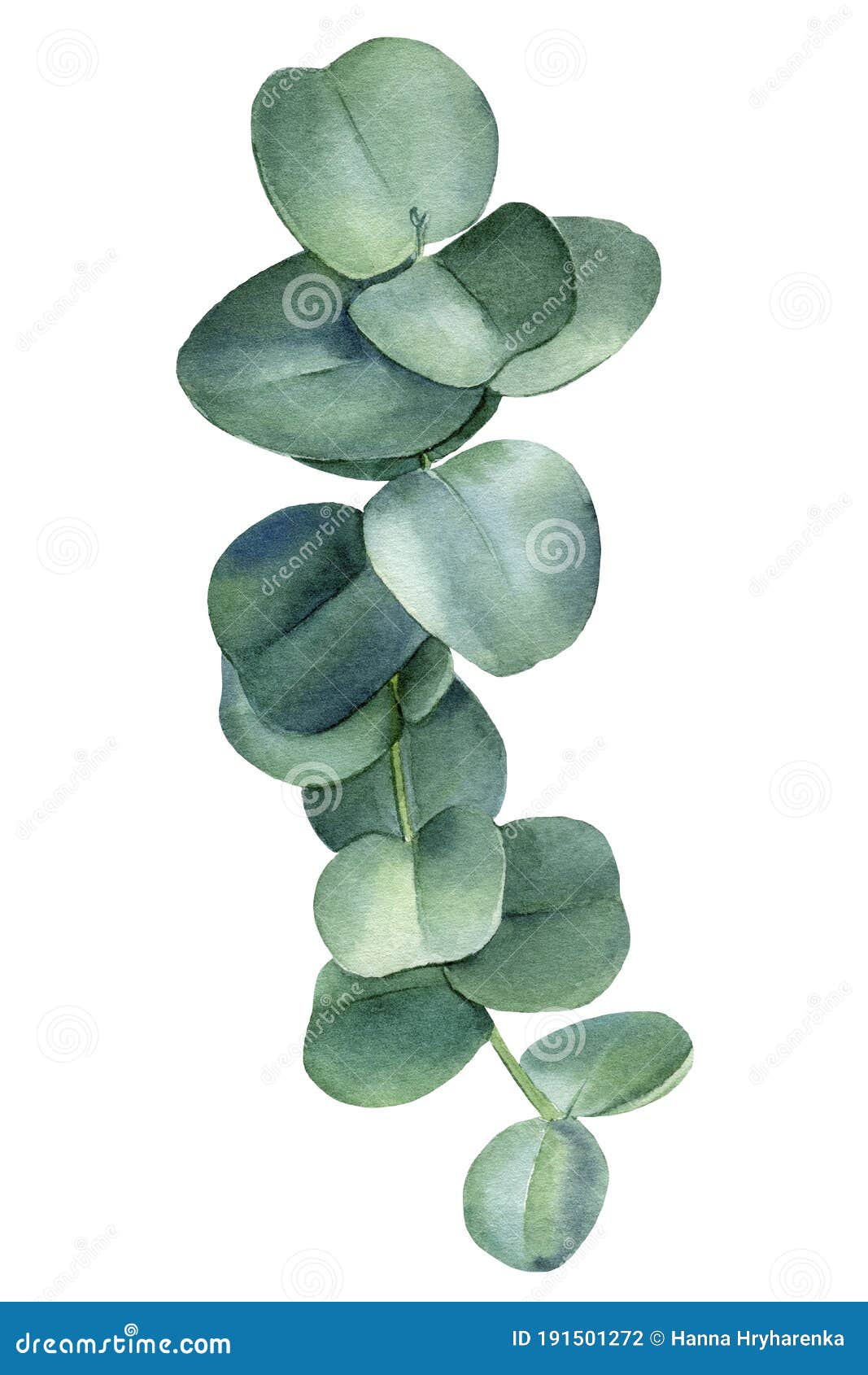 Eucalyptus Branch Floral Elements On An Isolated White Background, Watercolor Clipart, Hand Drawing Stock Illustration - Illustration Of Aromatic, Flora: 191501272