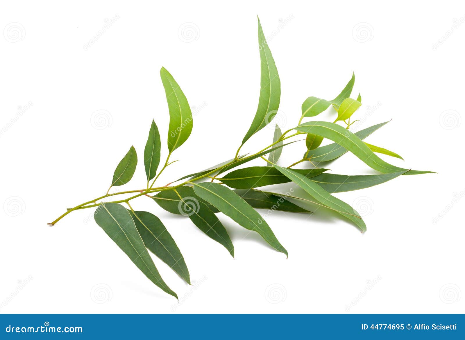 eucalyptus branch