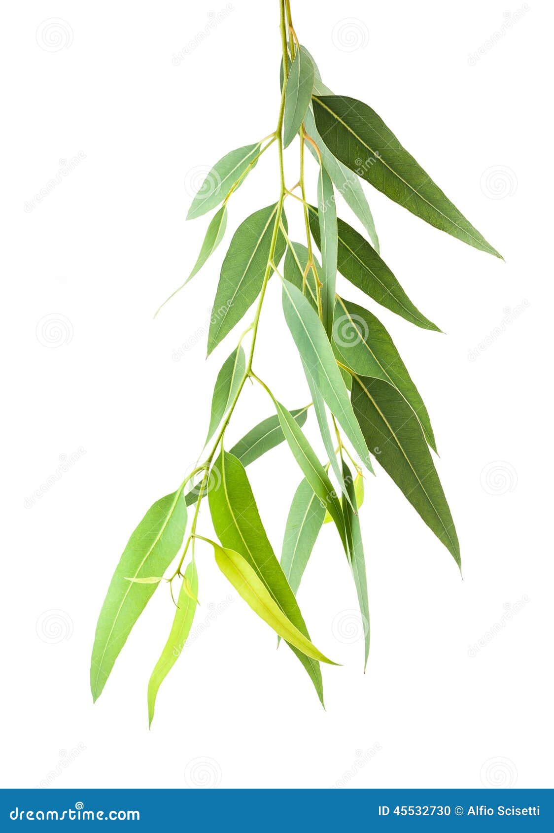 eucalyptus branch