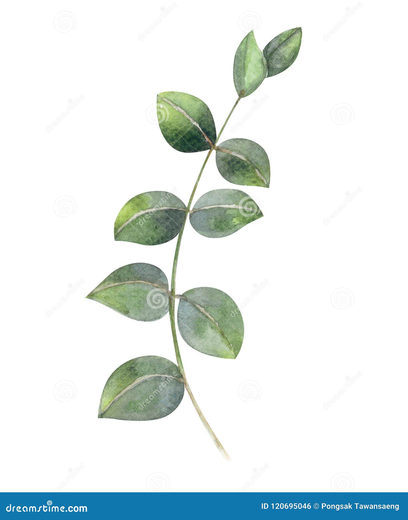 pix Seeded Eucalyptus Paint https www dreamstime com eucalyptus branch watercolor hand painting tropical leaf de eucalyptus branch watercolor hand painting tropical leaf image120695046