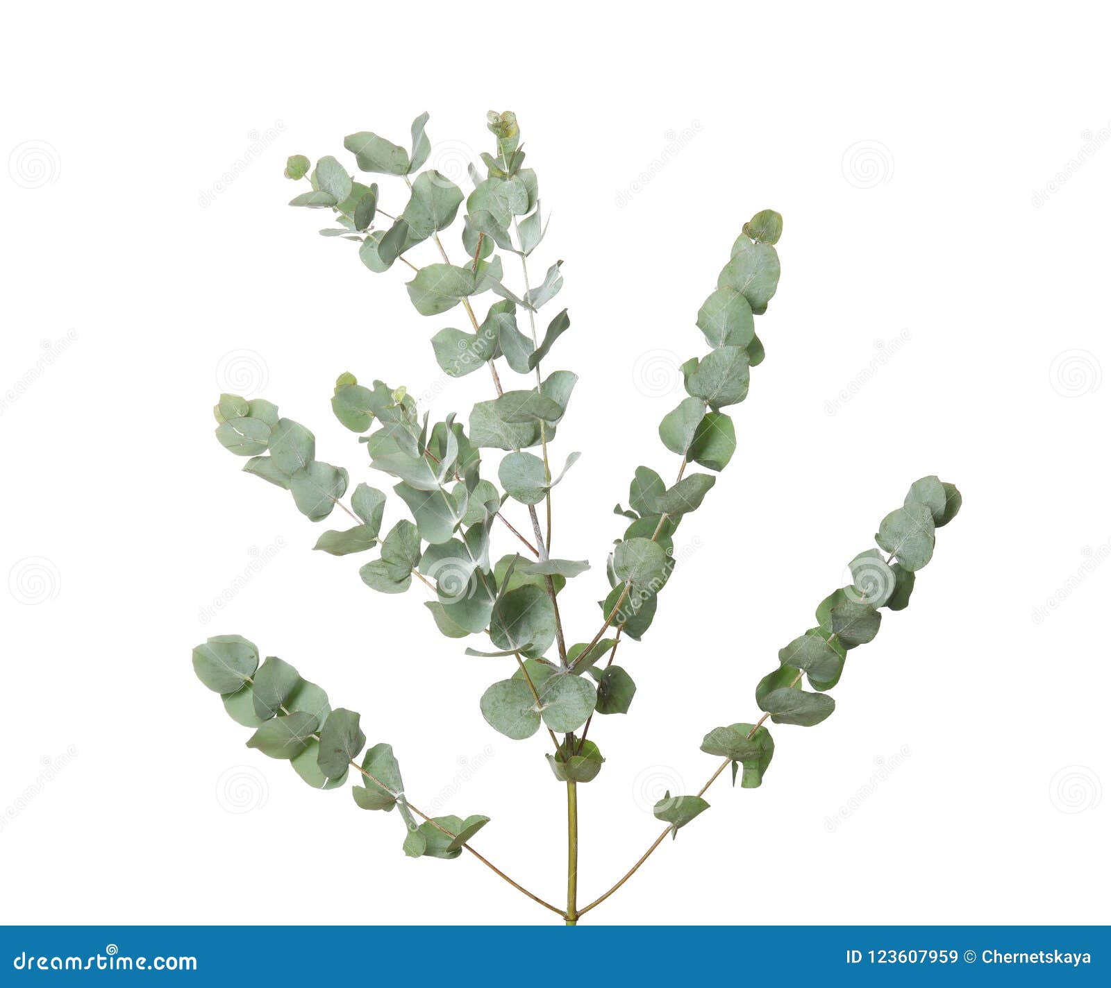 Eucalyptus Branches with Fresh Leave Stock Image Image of natural