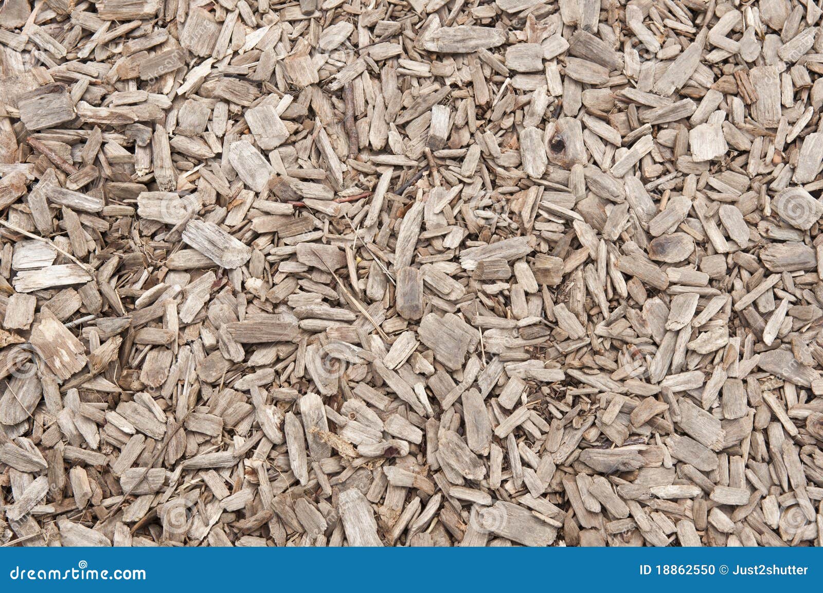 Eucalyptus chip stock photo. Image of pattern, chips 18862550