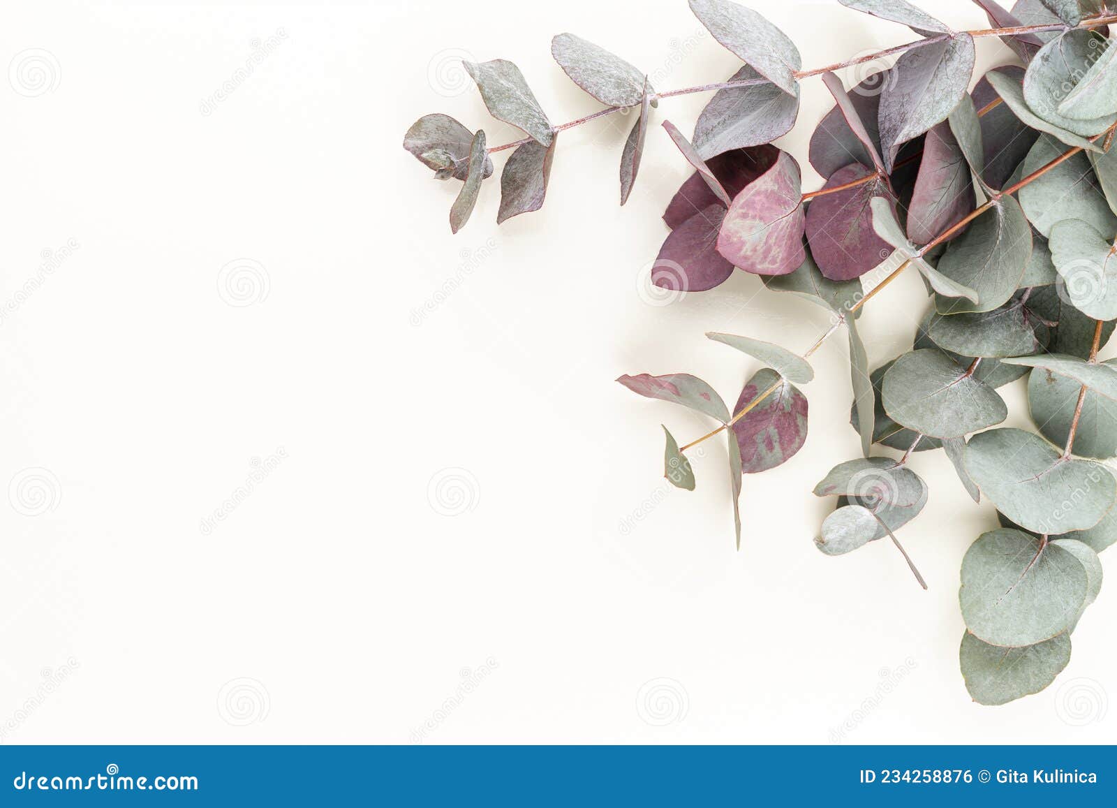 eucalyptus composition. pattern made of various colorful flowers on white background. flat lay stiil life