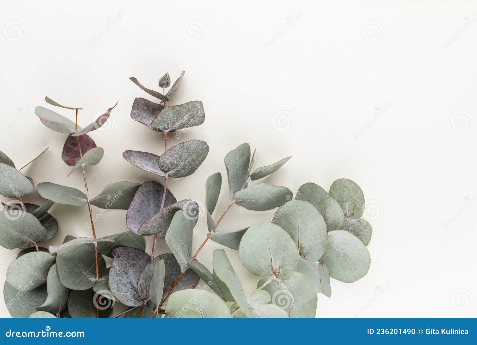 eucalyptus composition. pattern made of various colorful flowers on white background. flat lay stiil life