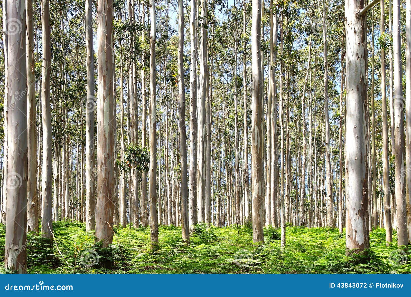 eucalyptus forest.