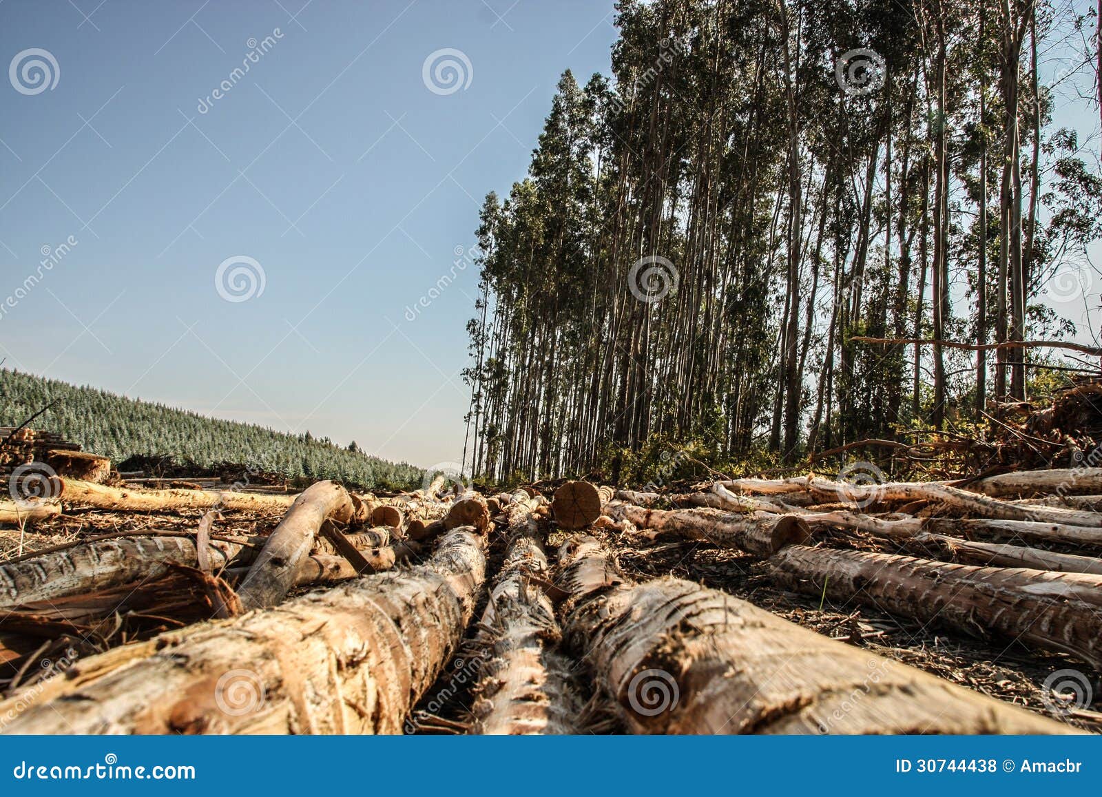 Eucalyptus Forest stock photo. Image of america, firewood 30744438