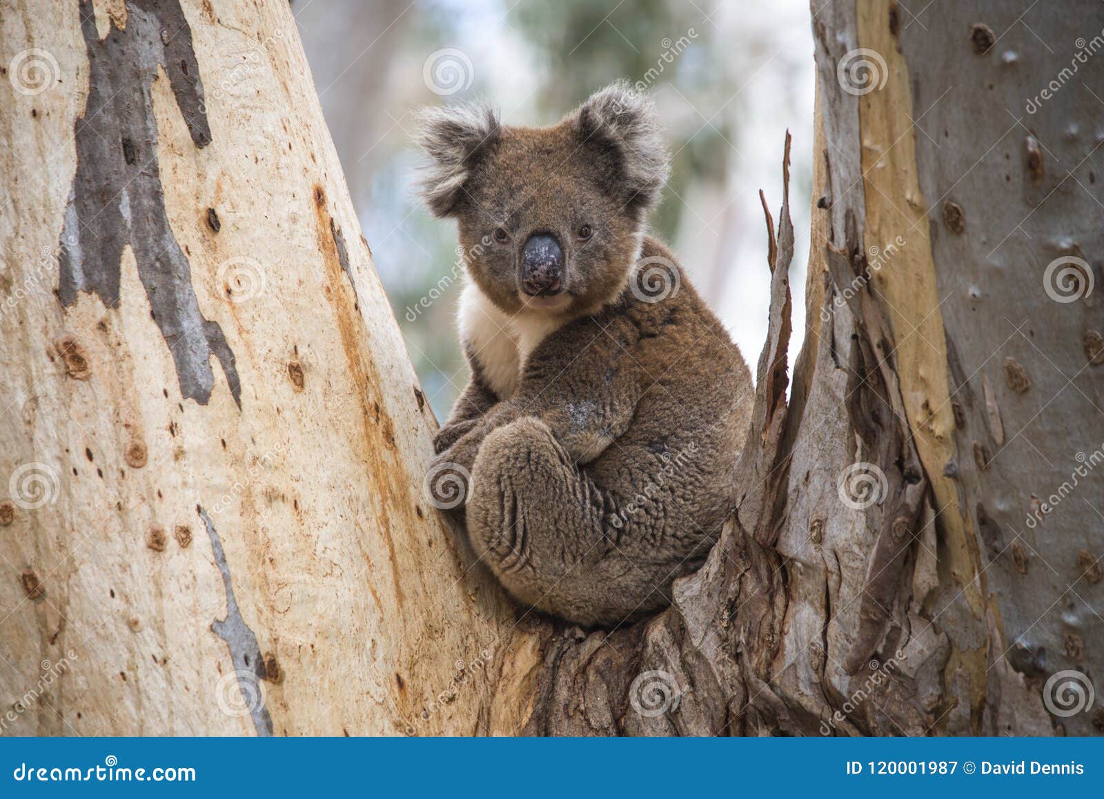 close-up of wild koala in the eucalyptus forests of kangaroo island, south australia
