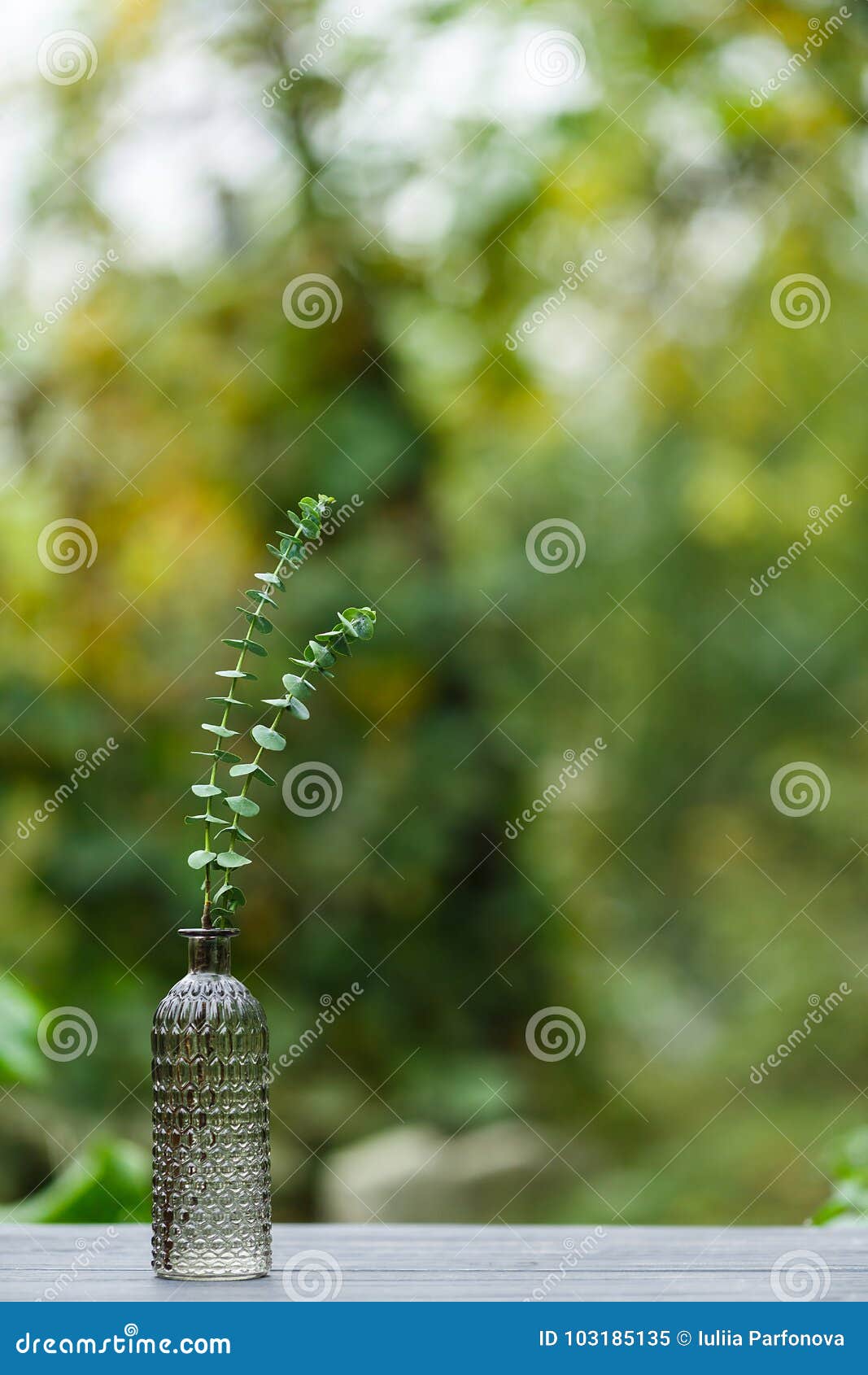 Eucalyptus in a glass vase stock image. Image of eucalyptusbranches