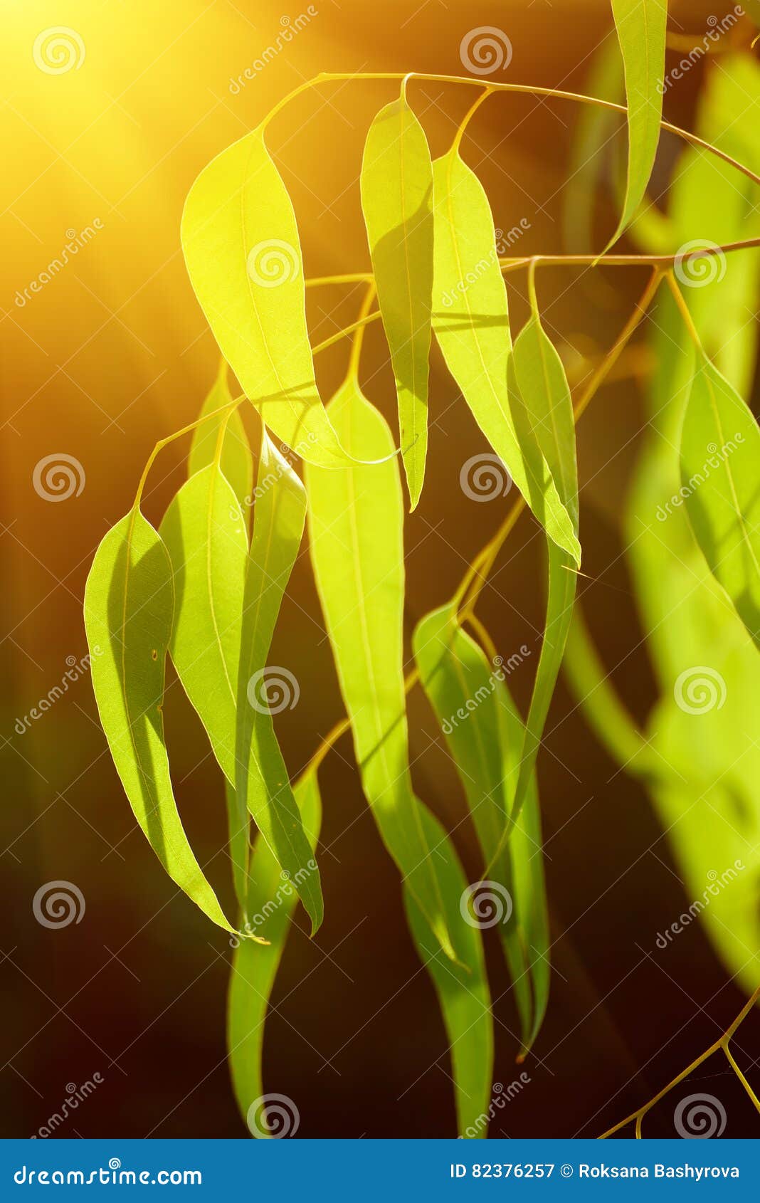 Eucalyptus green leaves stock image. Image of copy, growing 82376257