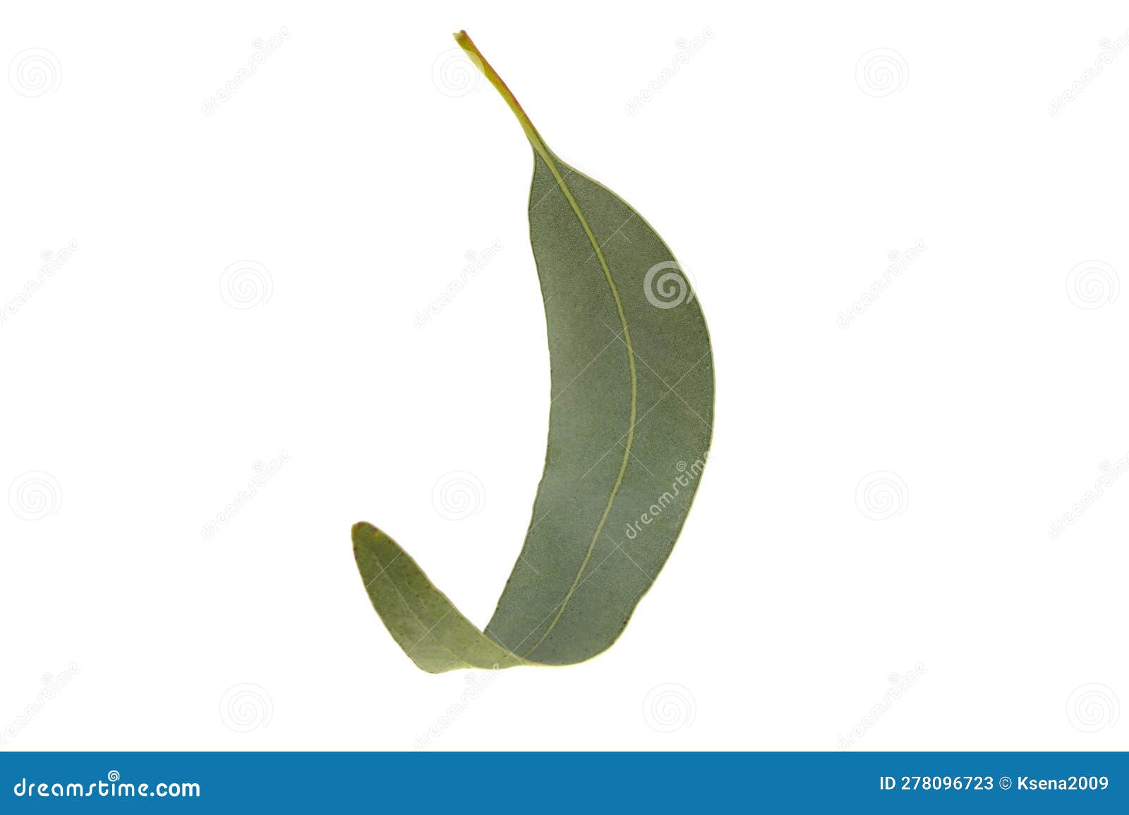 Eucalyptus leaf aislado imagen de archivo. Imagen de eucalipto 278096723