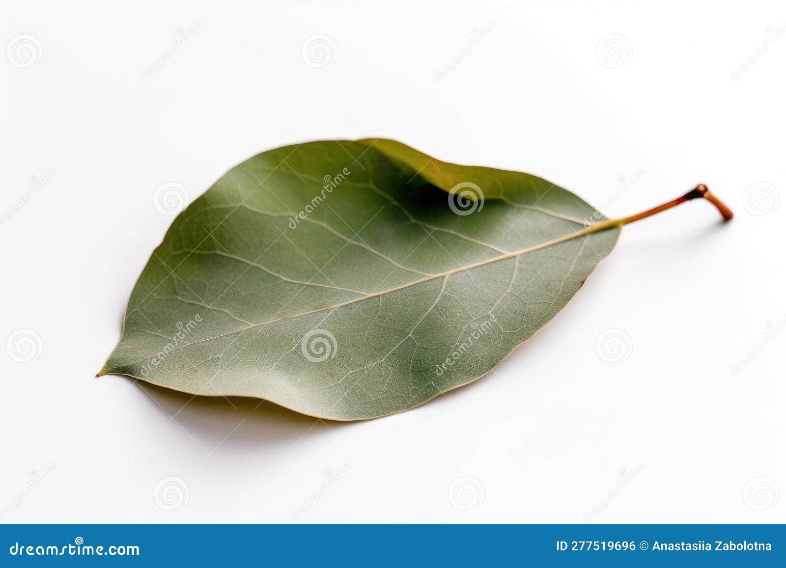 Eucalyptus Leaf on White Background. Generative AI Stock Illustration