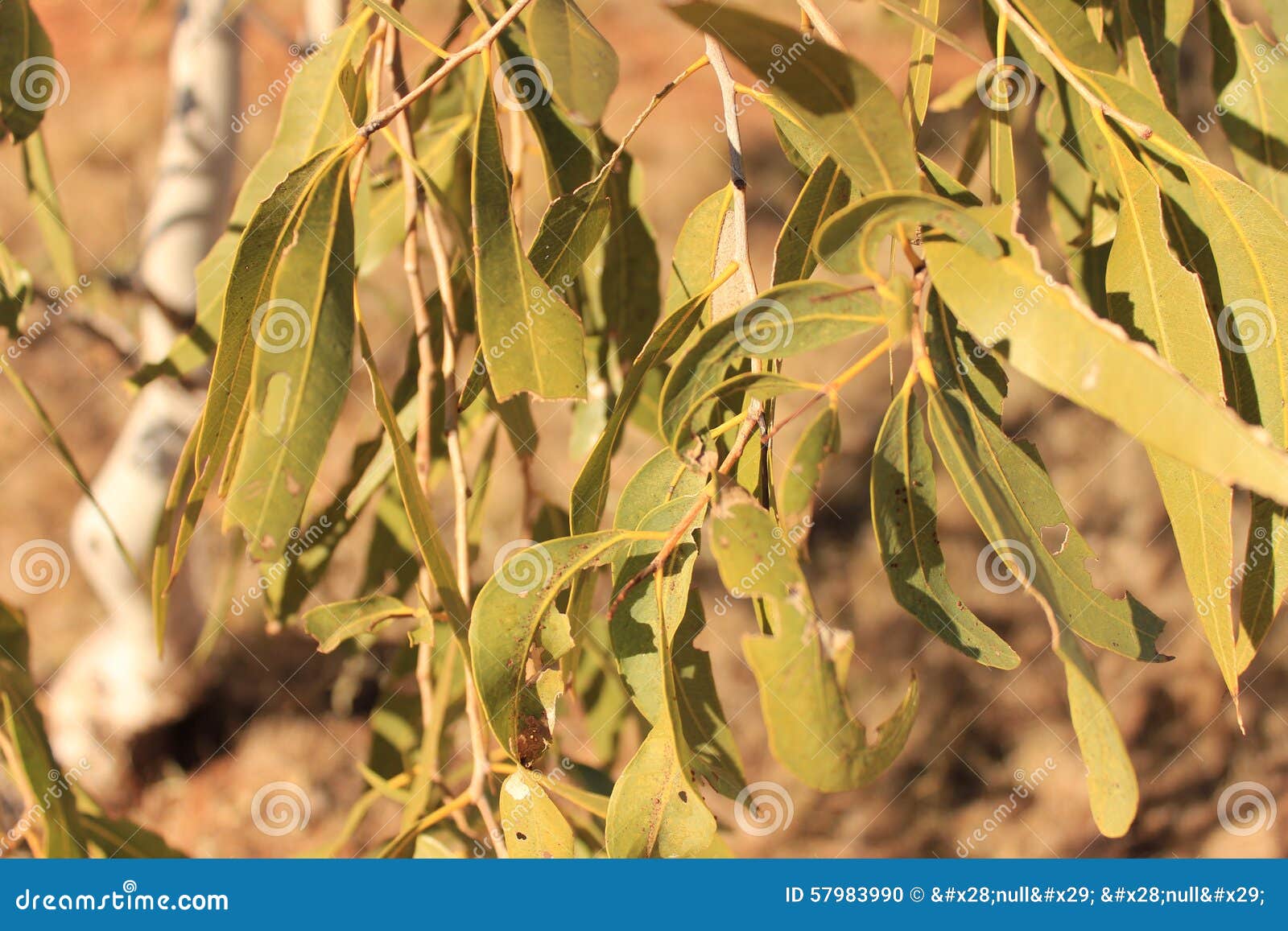 Eucalyptus leaves stock photo. Image of eucalyptus, tree 57983990