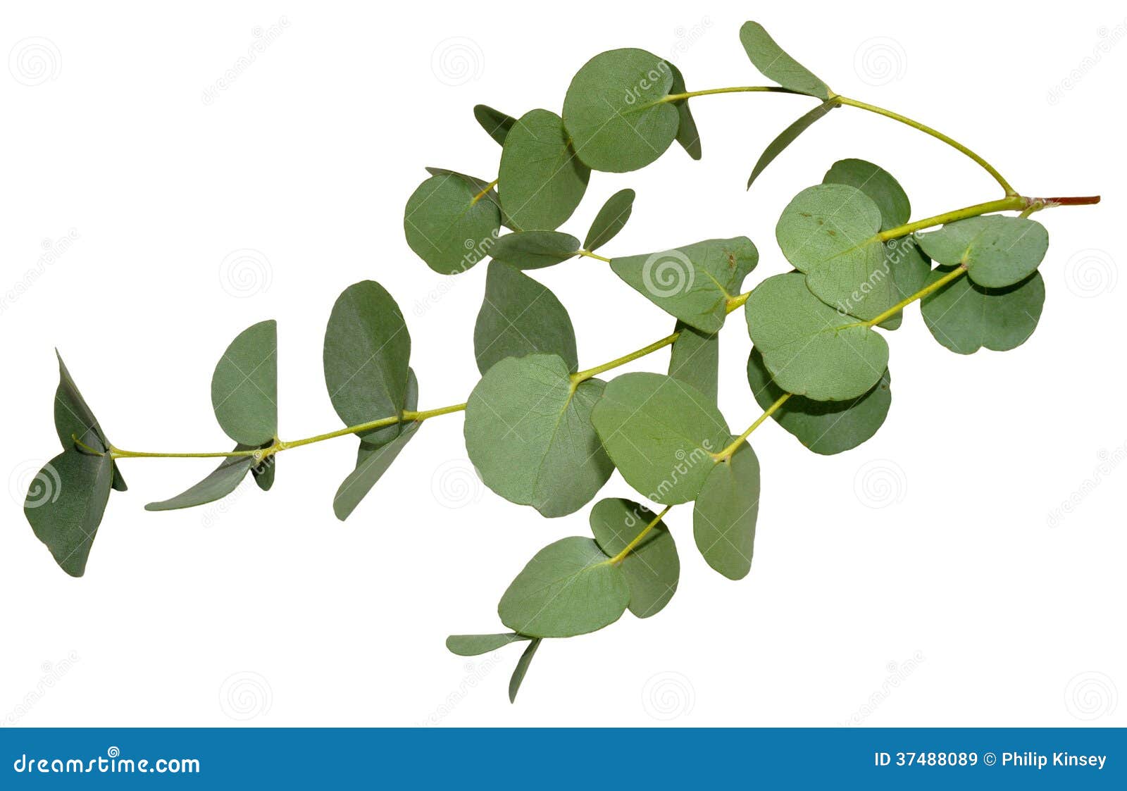 clip art eucalyptus leaves - photo #43