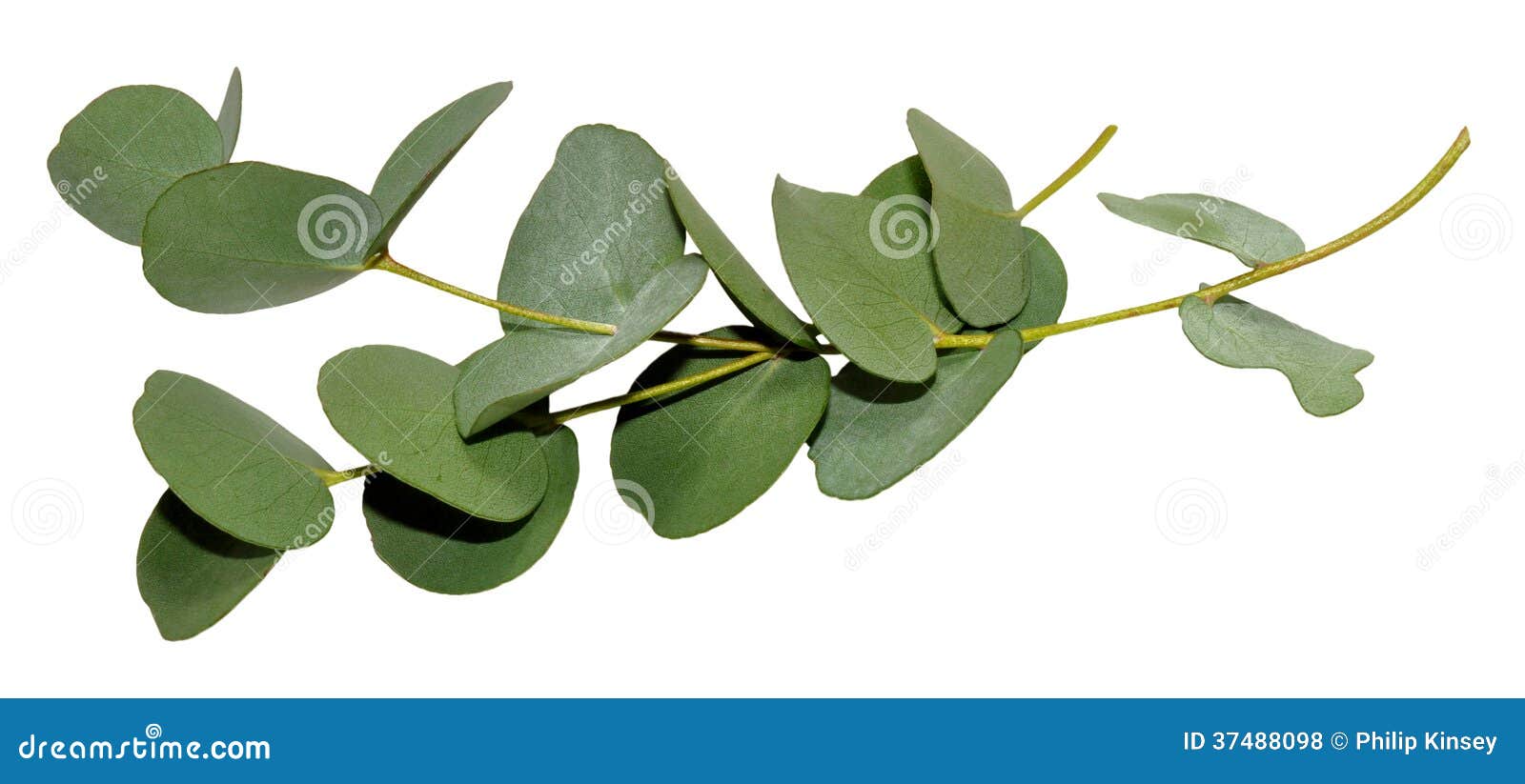 Despertar bosquejo Alrededores hojas de eucalipto en ingles Melódico