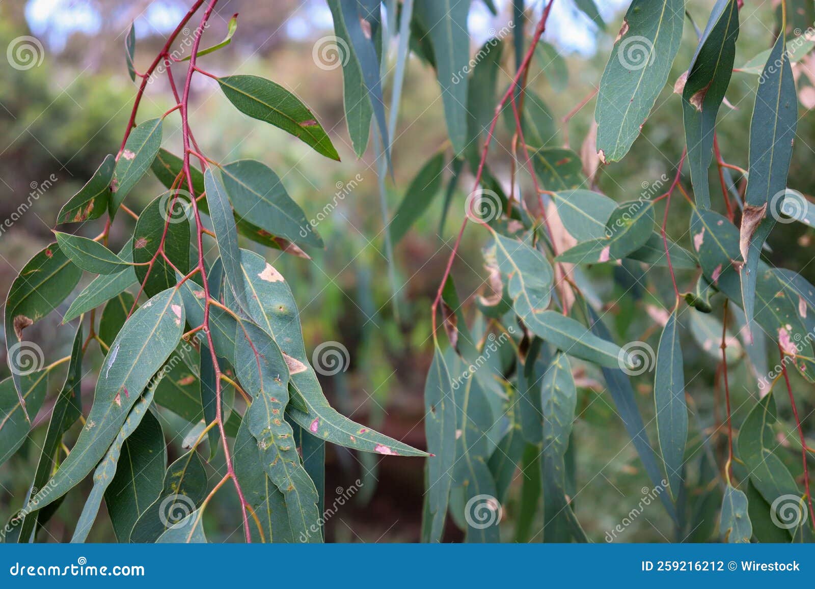 eucalyptus leaves in bush land