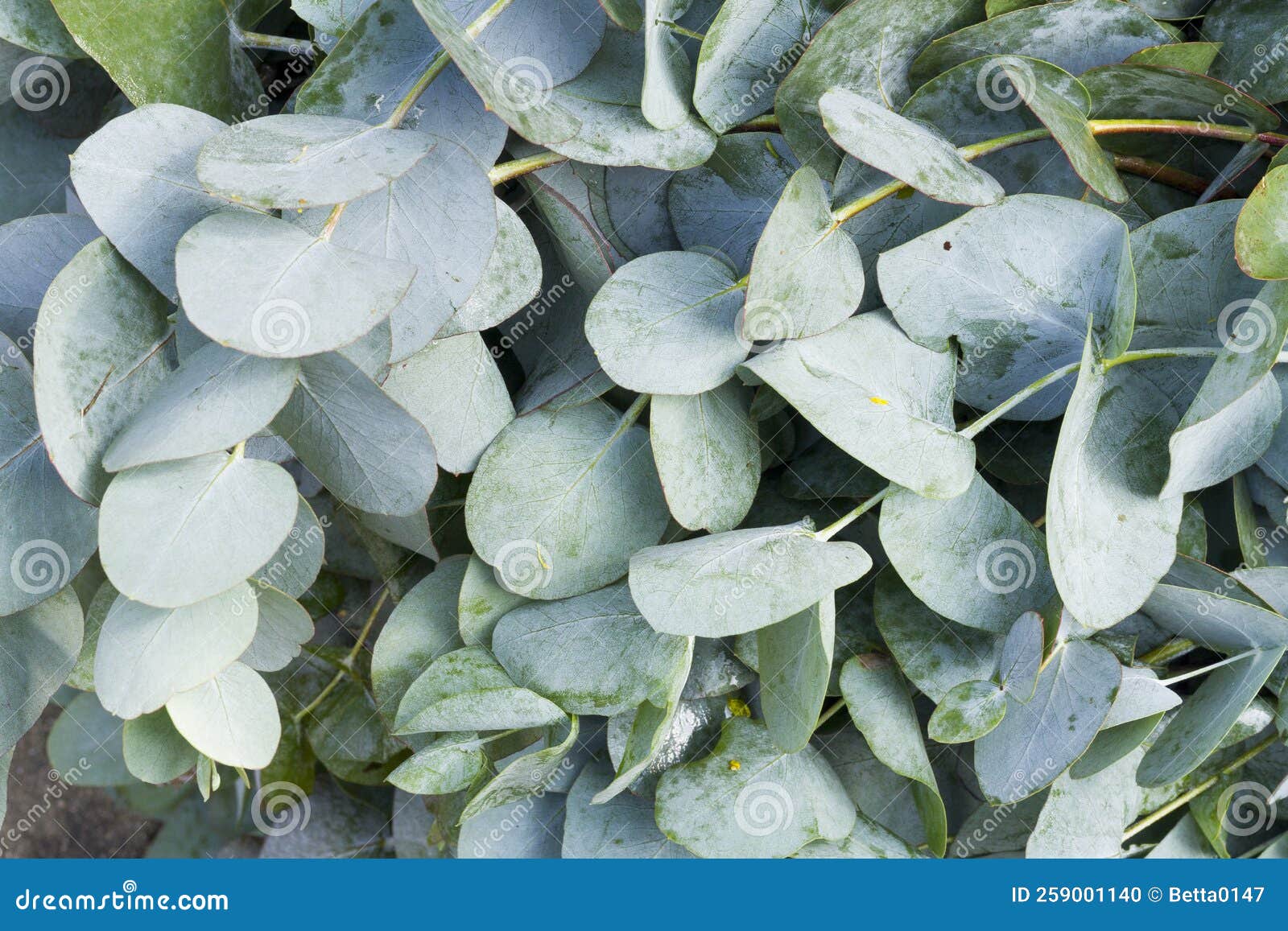 Eucalyptus Leaves in the Market, Closeup Image Stock Photo Image of