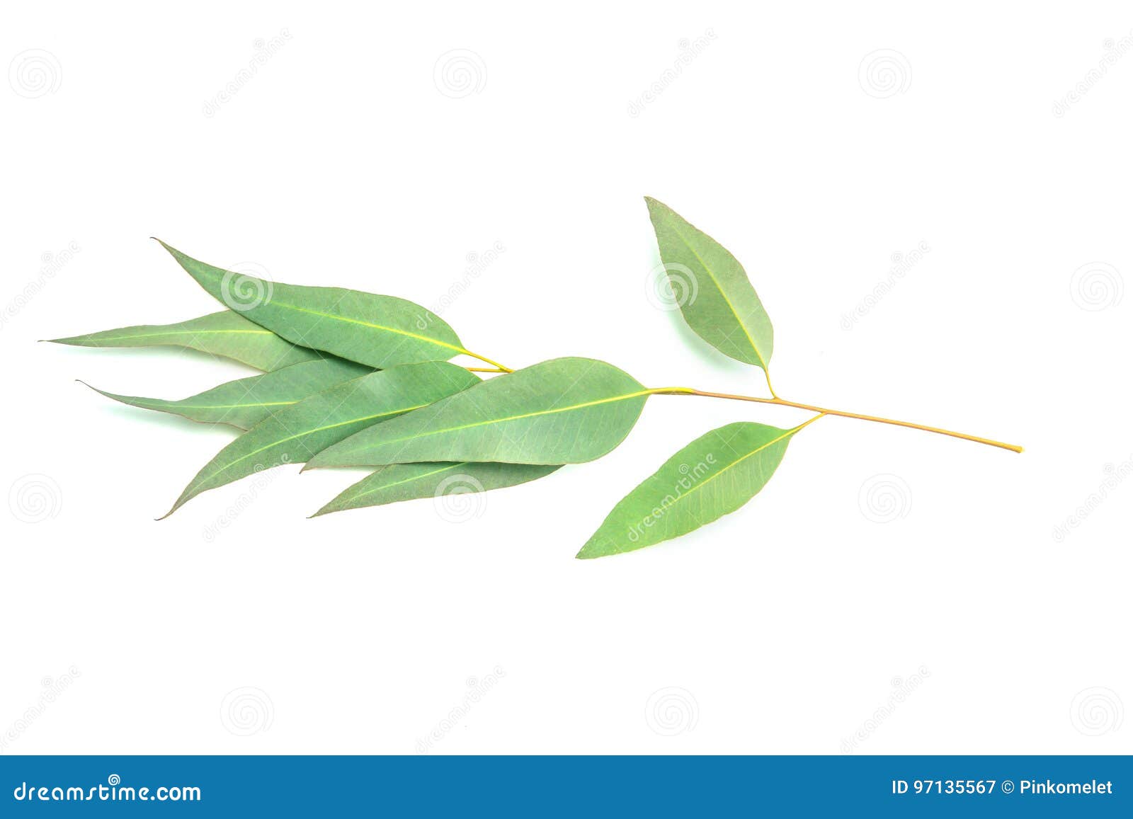 Eucalyptus Leaves on White Background Stock Image - Image of eucalyptus ...
